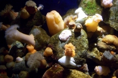 Oceanmuseum Stralsund