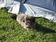 Internationales Südtreffen 2009 in Salem