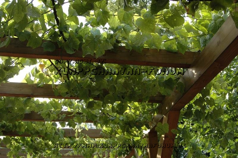 Weinlaub - Camping Ferieninsel Winningen - Winningen an der Mosel