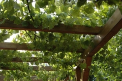 Weinlaub - Camping Ferieninsel Winningen - Winningen an der Mosel