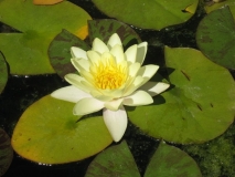 Seerose im Bambuspark in Südfrankreich