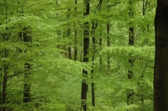 Junges Grün im Wald beim CP