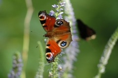 Kalenderbild 2014 (47)